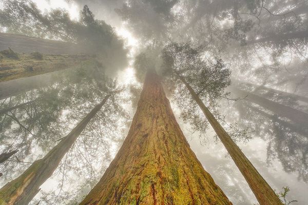 Jones, Adam 아티스트의 Fisheye view skyward of Redwood trees in fog Redwood National Park-California작품입니다.